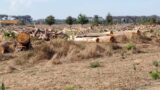 Roma, la Cocciniglia Tartaruga fa strage di pini nella Riserva Naturale Statale del Litorale: “Attacco devastante”