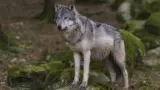 Alto Adige: sospeso abbattimento dei lupi sino al 24 settembre grazie ad associazioni animaliste