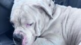 Perdono il cane a S. Cesareo, ritrovato dopo due anni a Cisterna di Latina: lacrime e commozione per Ares (FOTO)