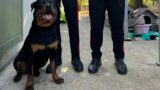 Monte Testaccio, rottweiler abbandonato e malnutrito: denunciato 41enne tunisino