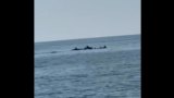 Anzio, spettacolo delfini: branco di tursiopi quasi a riva, bagnanti incantati (VIDEO)
