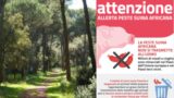 Piano anti-cinghiali: censimento nella pineta tra Roma e Fiumicino contro la peste suina africana