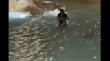 Roma, si tuffa e nuota nella fontana di Trevi: risate e applausi per l’emulo di Anita Ekberg (VIDEO)