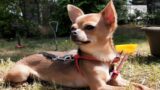 Roma, rubano il camper ai turisti e portano via 3 cani: 2 ritrovati, è ‘caccia’ al chihuahua. L’appello