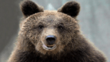 L’orso Kuma, dal Bioparco di Roma al bosco della Baviera (video e foto)
