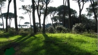 Castel Fusano, continua la strage dei pini: una tragedia ambientale annunciata.