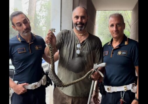 Serpente catturato alla Camilluccia 