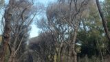 Pini di Castelfusano sotto attacco dalla «Toumeyella parcornis», l’allarme di Ecoitaliasolidale