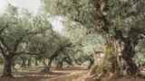 Cerveteri come Lecce, la raccolta d’olive negli oliveti comunali andrà a bando: perché e come partecipare
