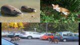 Roma e la fauna selvatica, quali sono le specie più diffuse? Ne parliamo con Andrea Bonifazi (FOTO)