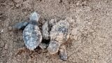 Torvaianica, ‘miracolo’ sulla spiaggia: nate le prime tartarughe marine, oggi l’apertura del nido (FOTO)