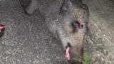 Grottaferrata, cucciolo di cinghiale investito davanti al Parco Avventura: salvato grazie ad una passante