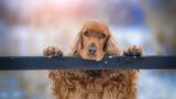 Roma, cane lanciato dal VI piano dai ladri: indagini sulle telecamere
