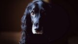 Monteverde, ladri uccidono un cane lanciandolo dal sesto piano di un terrazzo: è caccia ai banditi