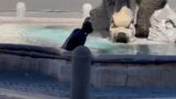 Piazza Barberini, si tuffa nudo nella fontana del Bernini VIDEO