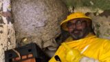 Ardea, “ospitano” un nido di vespe germaniche nella caldaia: trovati 20 mila esemplari
