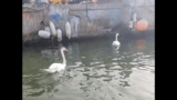 Orrore a Ostia, cigno attirato con le molliche di pane e poi fatto arrosto e mangiato (VIDEO)