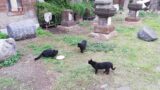 Colonie feline a Roma, nuovo sistema di distribuzione del cibo