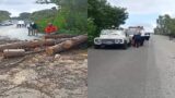 Roma, crollano due alberi a Grottarossa: strada interrotta (FOTO)