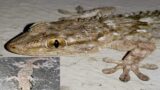 Gechi, cosa sono? Di cosa si nutrono? Tutte le peculiarità di questa specie raccontate da Andrea Bonifazi