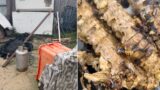 Nido di calabroni nel vecchio congelatore: anziano salvo per miracolo vicino Roma