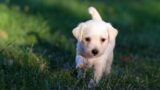 Al Parco Marconi l’incontro su adozioni e cura degli animali