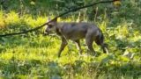 La stagione venatoria riparte tra le polemiche: e c’è chi spara narcotici agli animali senza autorizzazione del Questore