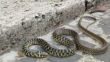 Roma, paura ai Parioli: serpente in strada, interviene la Polizia