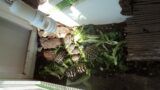 Vitinia, alleva tartarughe in casa: denunciata 50enne (FOTO)
