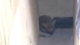 Roma, volpe si rifugia in un palazzo: salvata dai vigili del fuoco (FOTO)