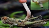 La natura che sorprende raccontata da Andrea Bonifazi: tra funghi “zombie” e tanatosi (FOTO)