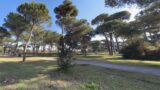 Fregene, la Pineta si rinnova con l’Area degli Artisti e Papa Clemente IX