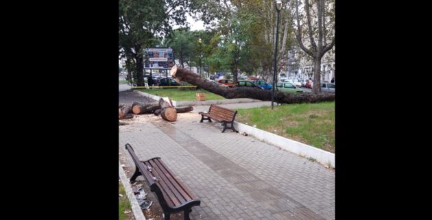 Albero caduto Ardeatino