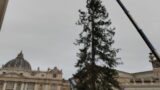 Roma, a San Pietro arriva l’albero di Natale, ma è già polemica: ‘Hanno tagliato troppi rami’ (VIDEO)