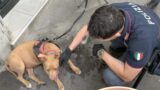 Roma, la cagnolina Hope salvata (di nuovo) da botte e sfruttamento: che fine farà?