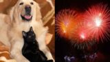 Capodanno 2025 senza stress per cani e gatti: i migliori consigli per il benessere degli animali