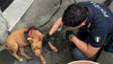 Roma, i poliziotti salvano cane da senzatetto che la maltratta, alla Muratella glielo restituiscono: che fine farà?