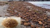 “Polpette di mare”, cosa sono le pallette che spesso troviamo sulla spiaggia? Ne parliamo con Andrea Bonifazi