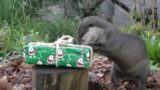 Natale al Bioparco di Roma: il video con i regali speciali per gli animali
