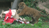 Bioparco di Roma: Kala, la piccola tigre di Sumatra, festeggia un anno con una sorpresa speciale (VIDEO)