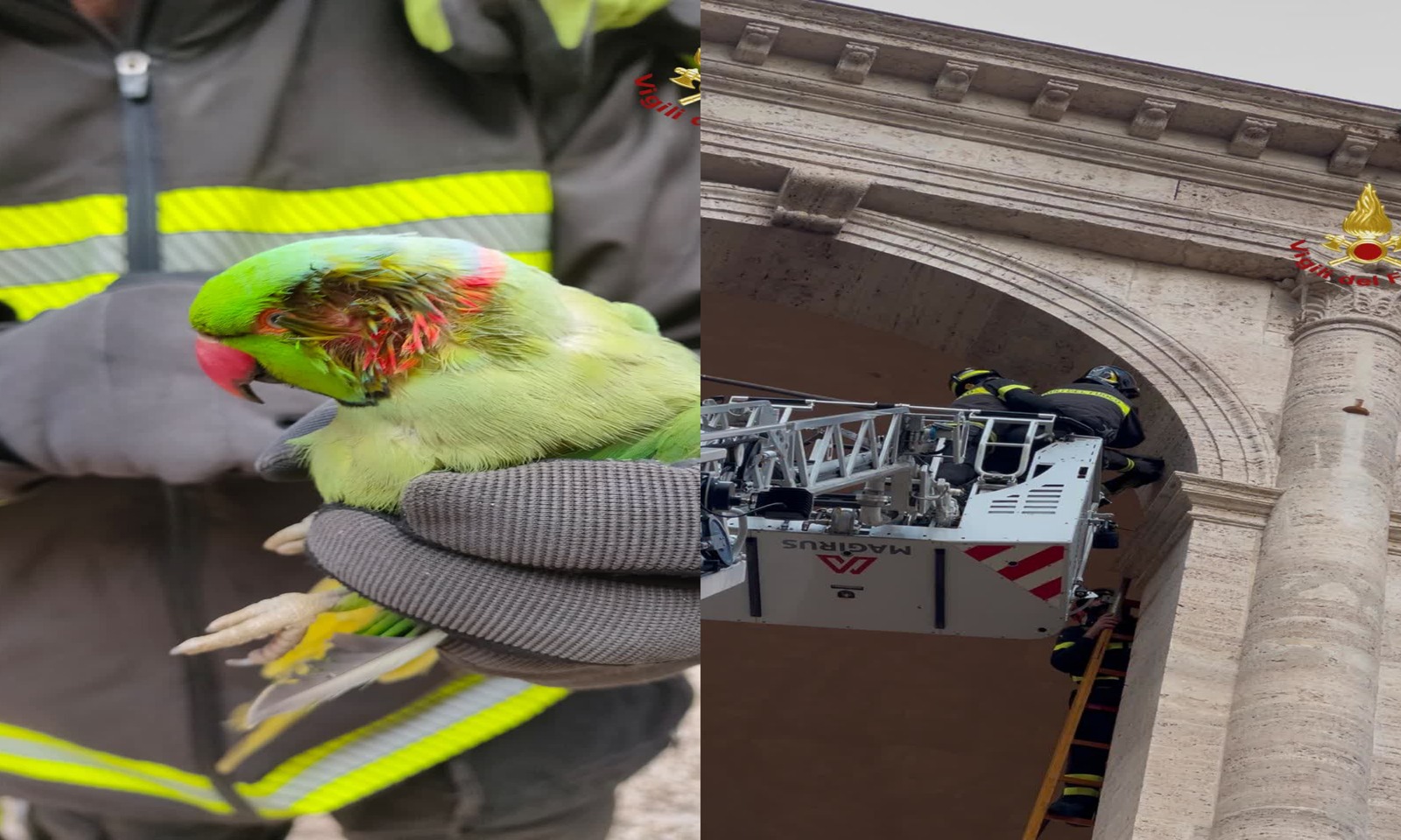 Vigili del fuoco salvano un pappagallo a Roma