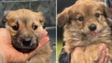 Roma, rubati due cuccioli nel canile della Muratella. “Fatto gravissimo, come è possibile entrare indisturbati?”