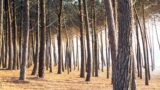 Anzio cerca di salvare la pineta: 300mila € in tre anni per abbattimenti e ripiantumazioni