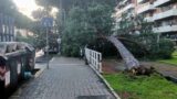 Roma, crolla un albero a Cinecittà Est: tragedia sfiorata vicino alla fermata dell’autobus