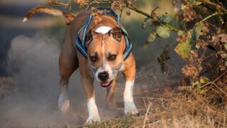 Roma, pitbull senza museruola azzanna una poliziotta: agente spara in aria per fermarlo