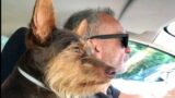 Antonio De Simone travolto e ucciso sull’A1, morto anche il cane: la corsa dei volontari per aiutare i suoi 6 gatti