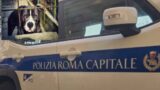 Contromano sulla Colombo, aizza il pitbull contro i vigili: ‘Niente multa o vi faccio sbranare’