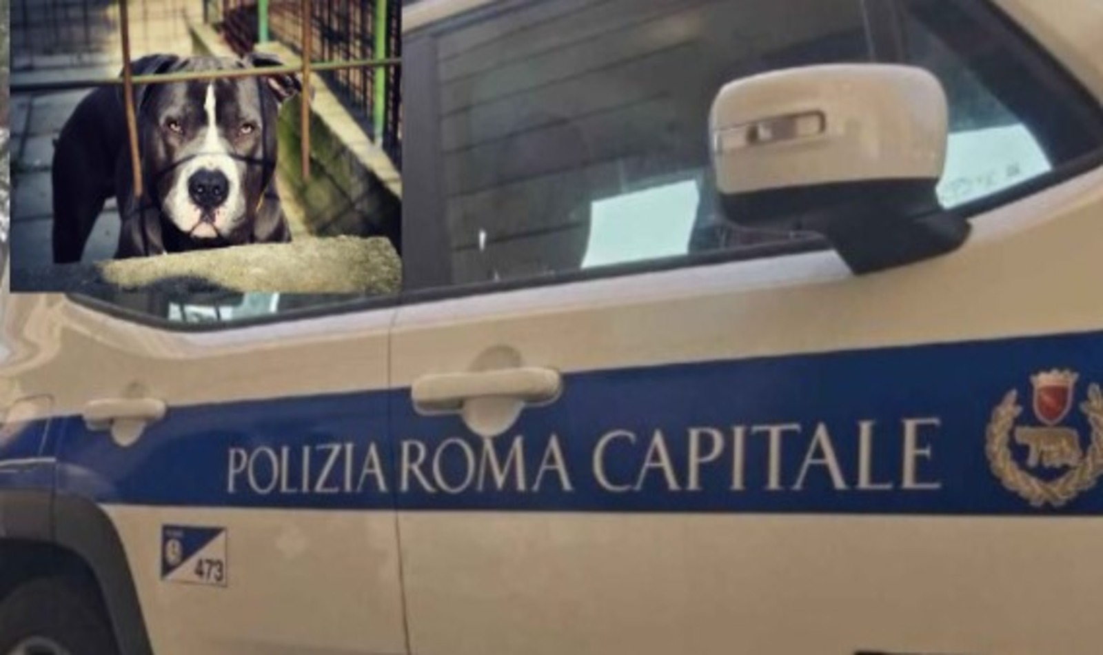 Contromano sulla Colombo e aizza pitbull