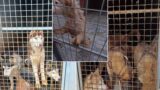 Orrore alle porte di Roma: 228 Husky sequestrati tra liquami e sporcizia