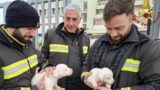 Due cuccioli di cane abbandonati fuori la caserma dei Vigili del Fuoco: ora cercano casa